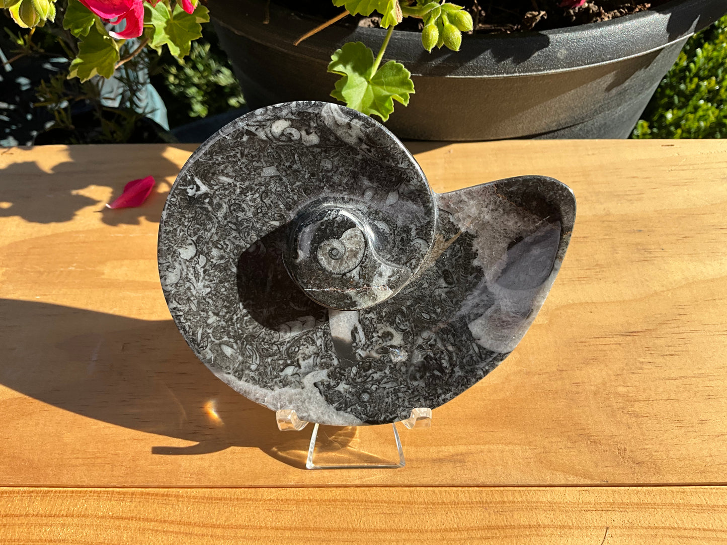 Assorted Orthoceras and Ammonite Fossils