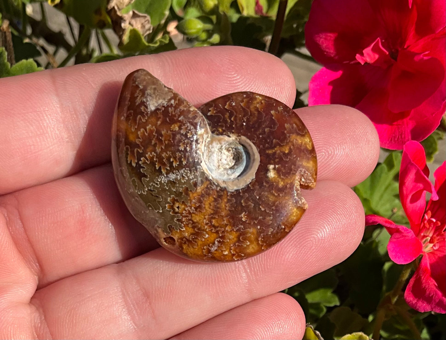Ammonite Fossils