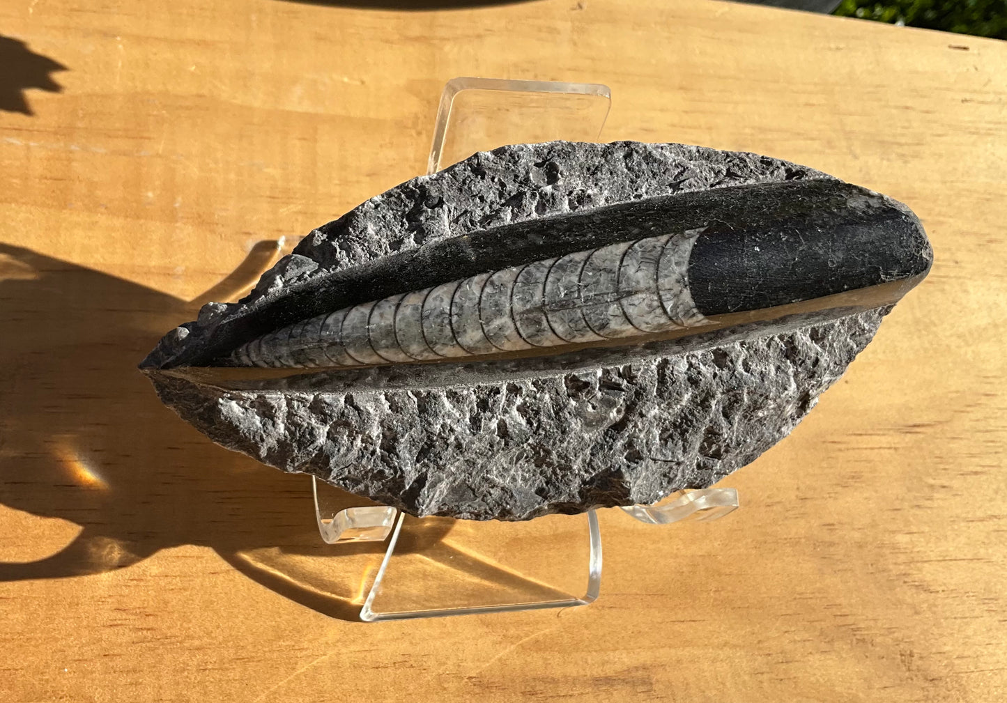 Assorted Orthoceras and Ammonite Fossils
