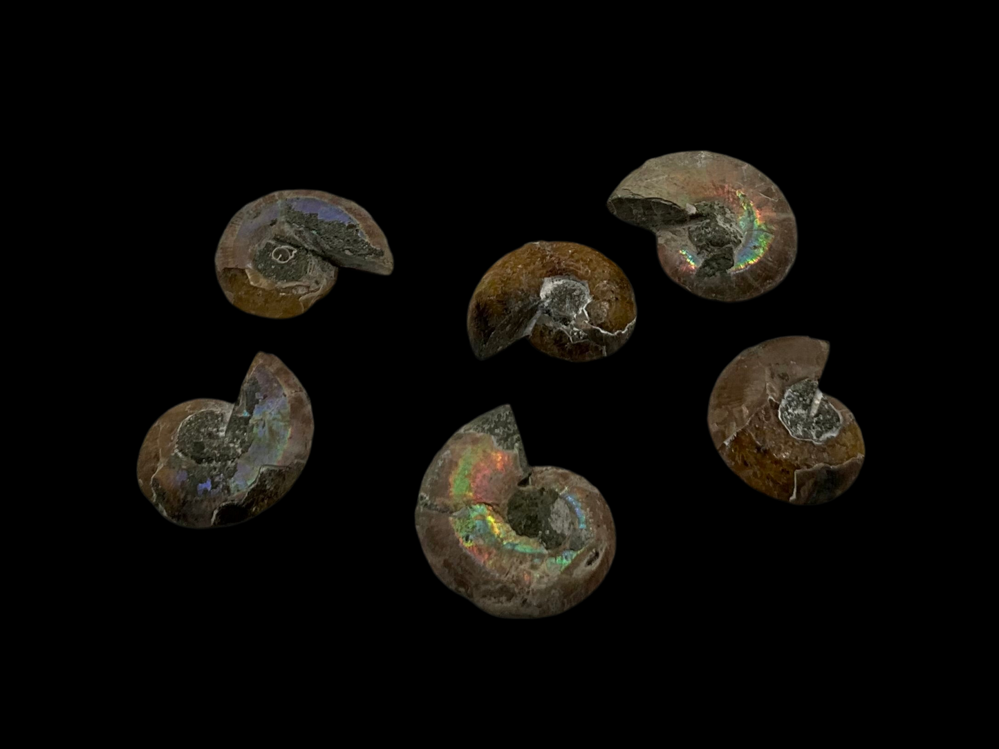 Ammonite Fossils