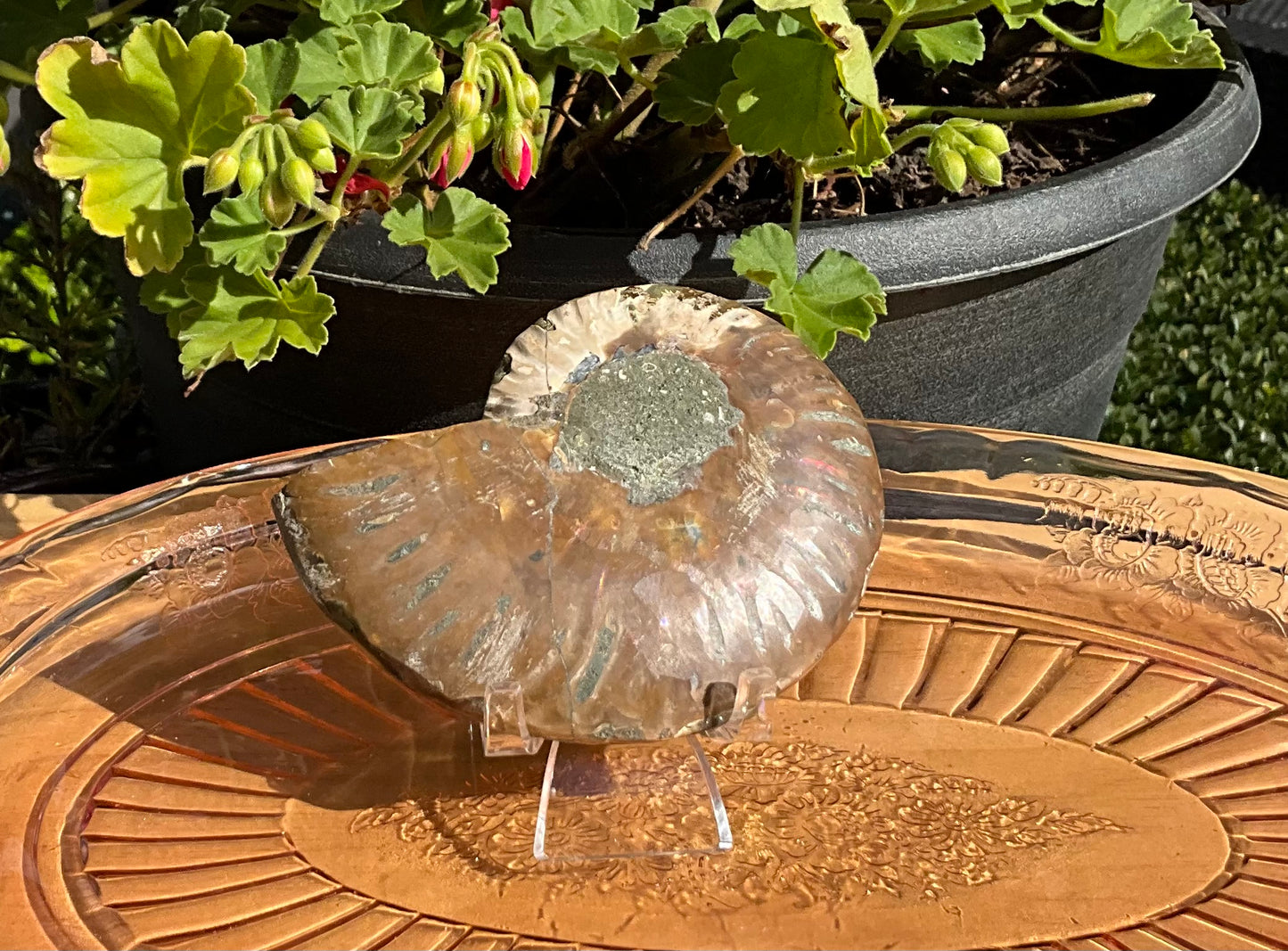 Large Ammonite Fossil