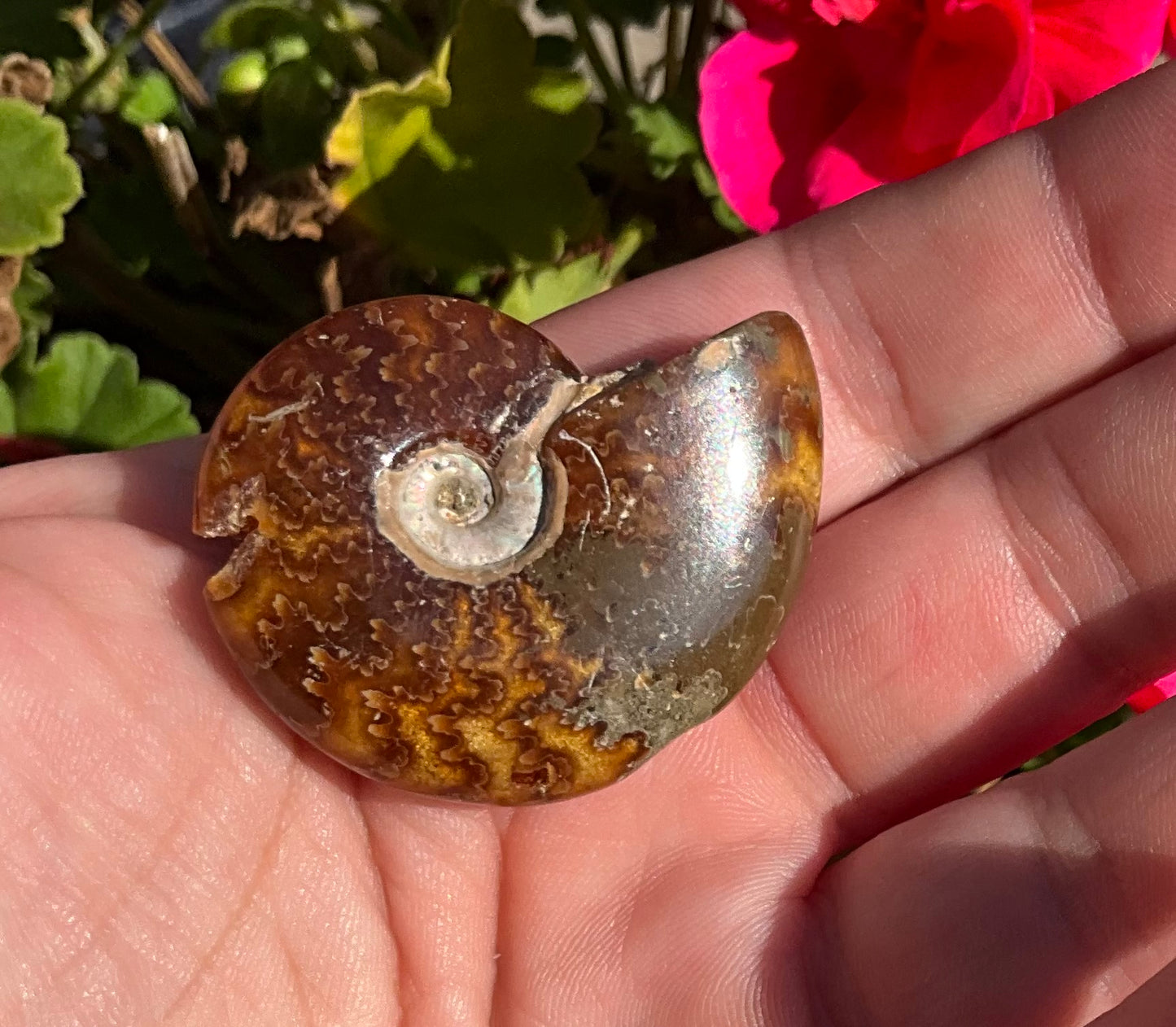 Ammonite Fossils