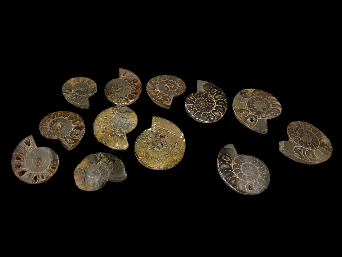 Ammonite Fossils