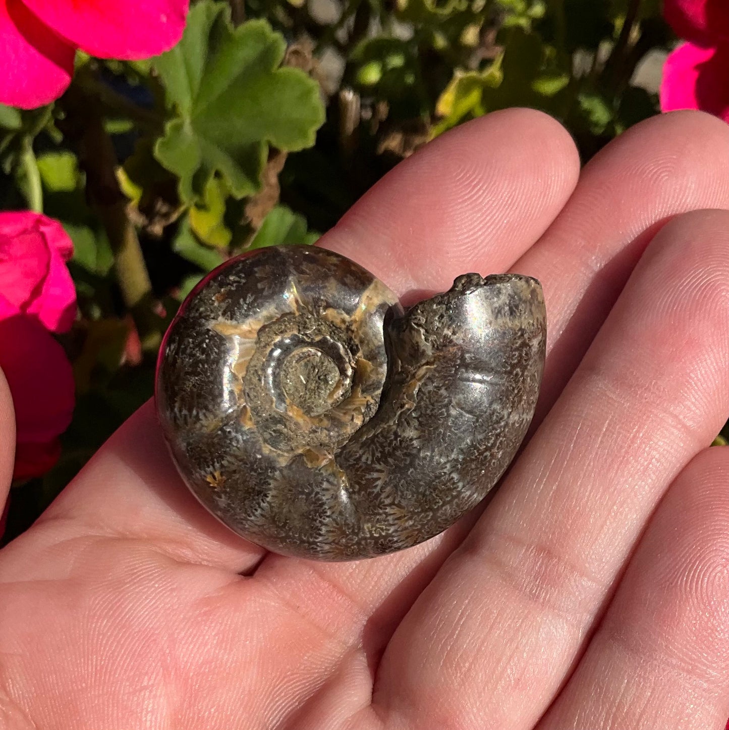 Ammonite Fossils