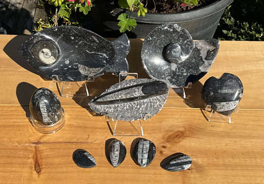 Assorted Orthoceras and Ammonite Fossils