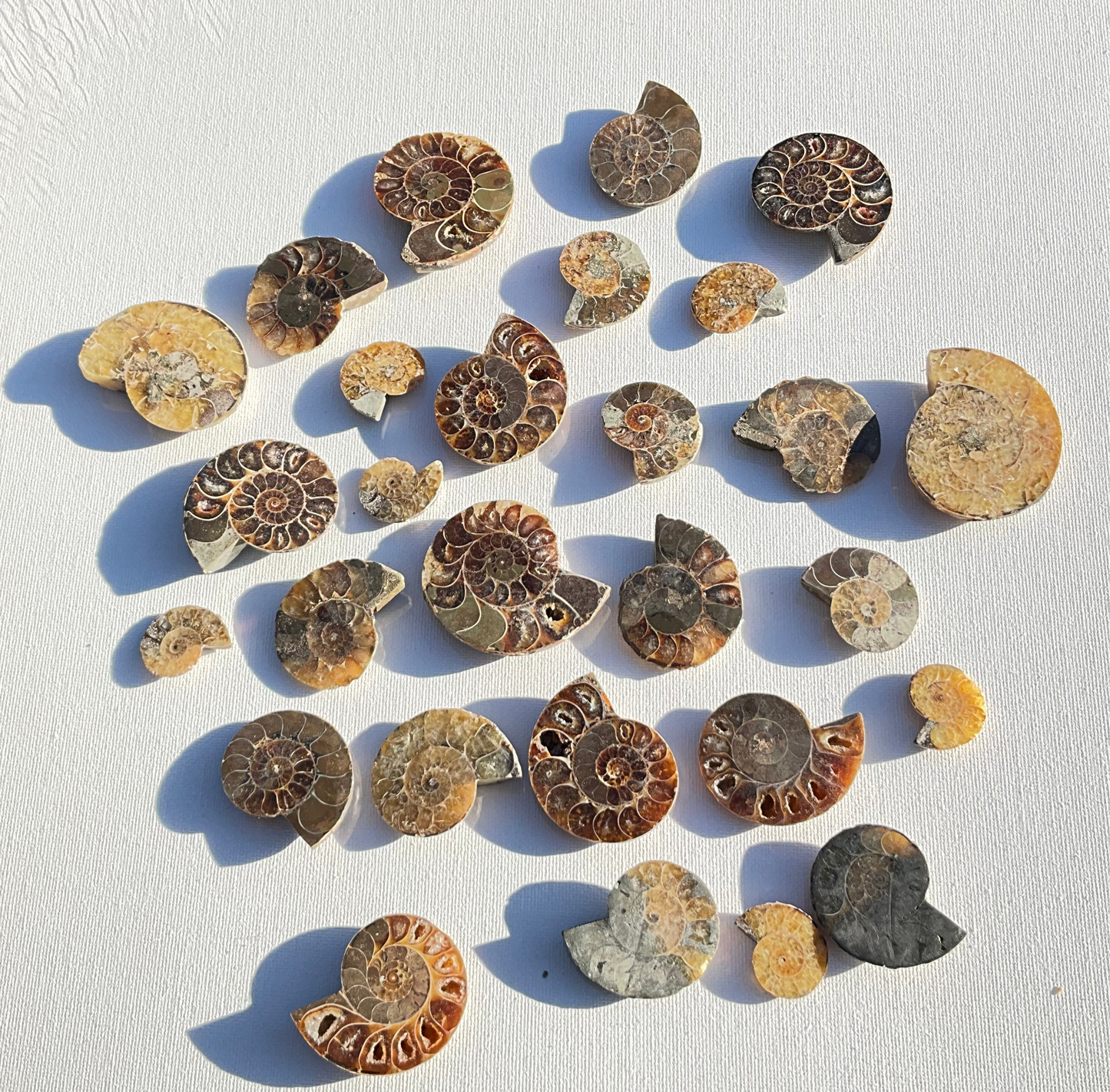 Ammonite Fossils