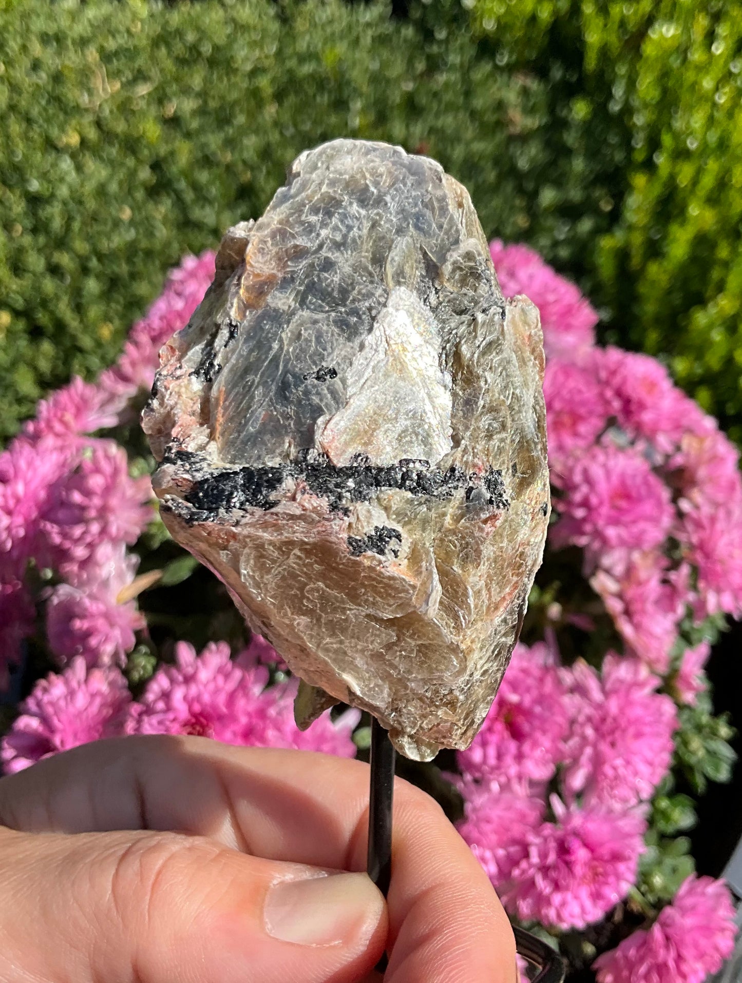 Golden Mica-Covered Black and Pink Tourmaline Specimen on Stand