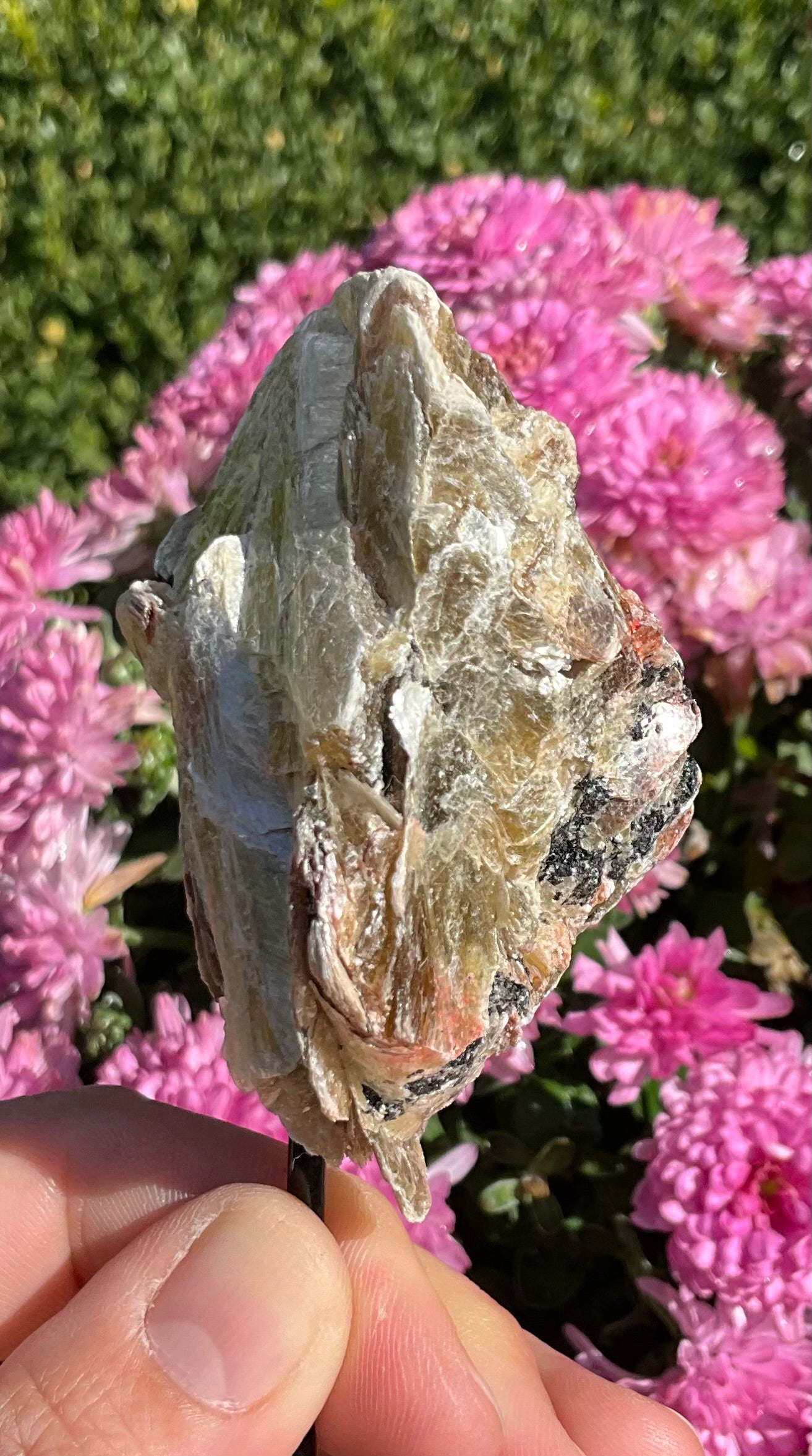 Golden Mica-Covered Black and Pink Tourmaline Specimen on Stand
