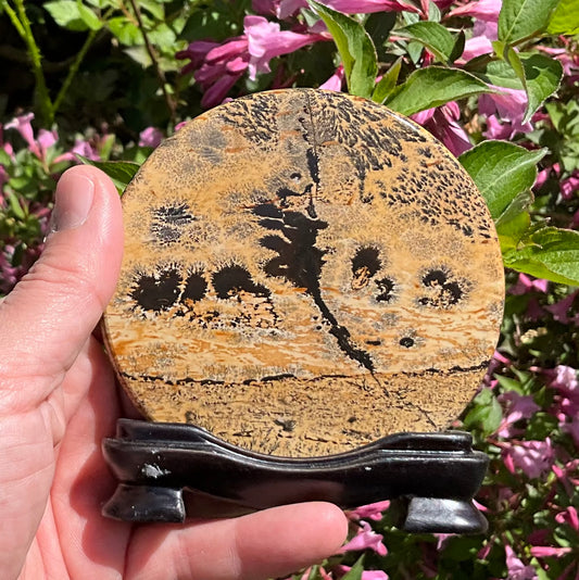 Picture Jasper Round Slabs (on wooden stands)