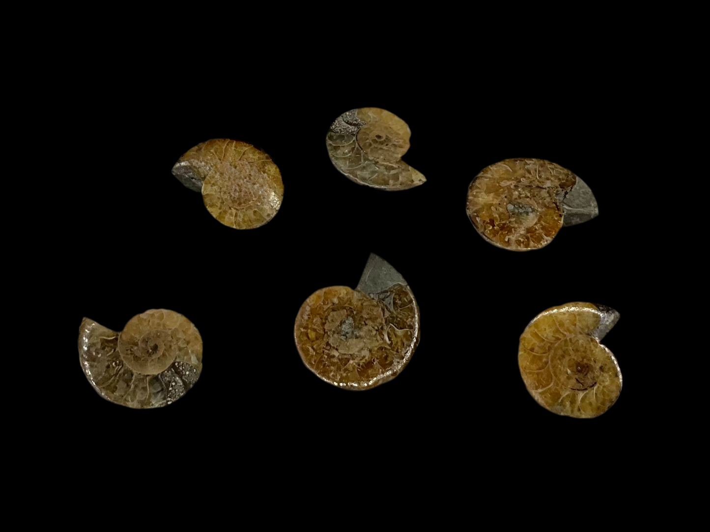 Ammonite Fossils