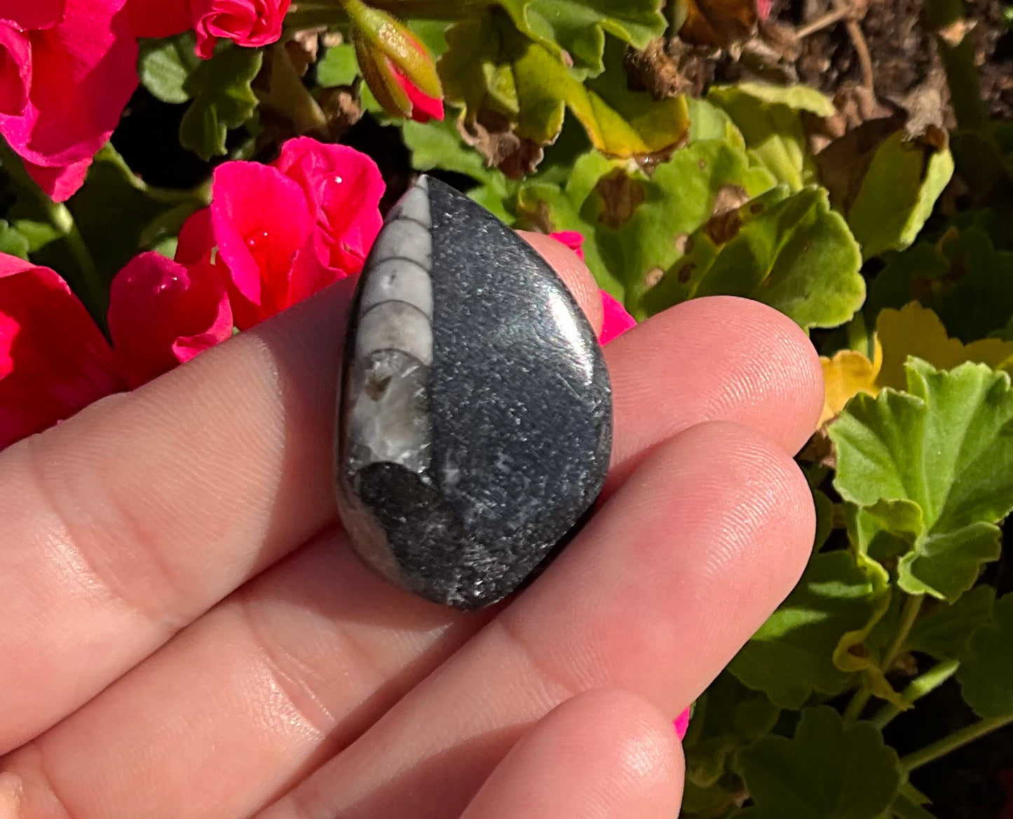 Assorted Orthoceras and Ammonite Fossils