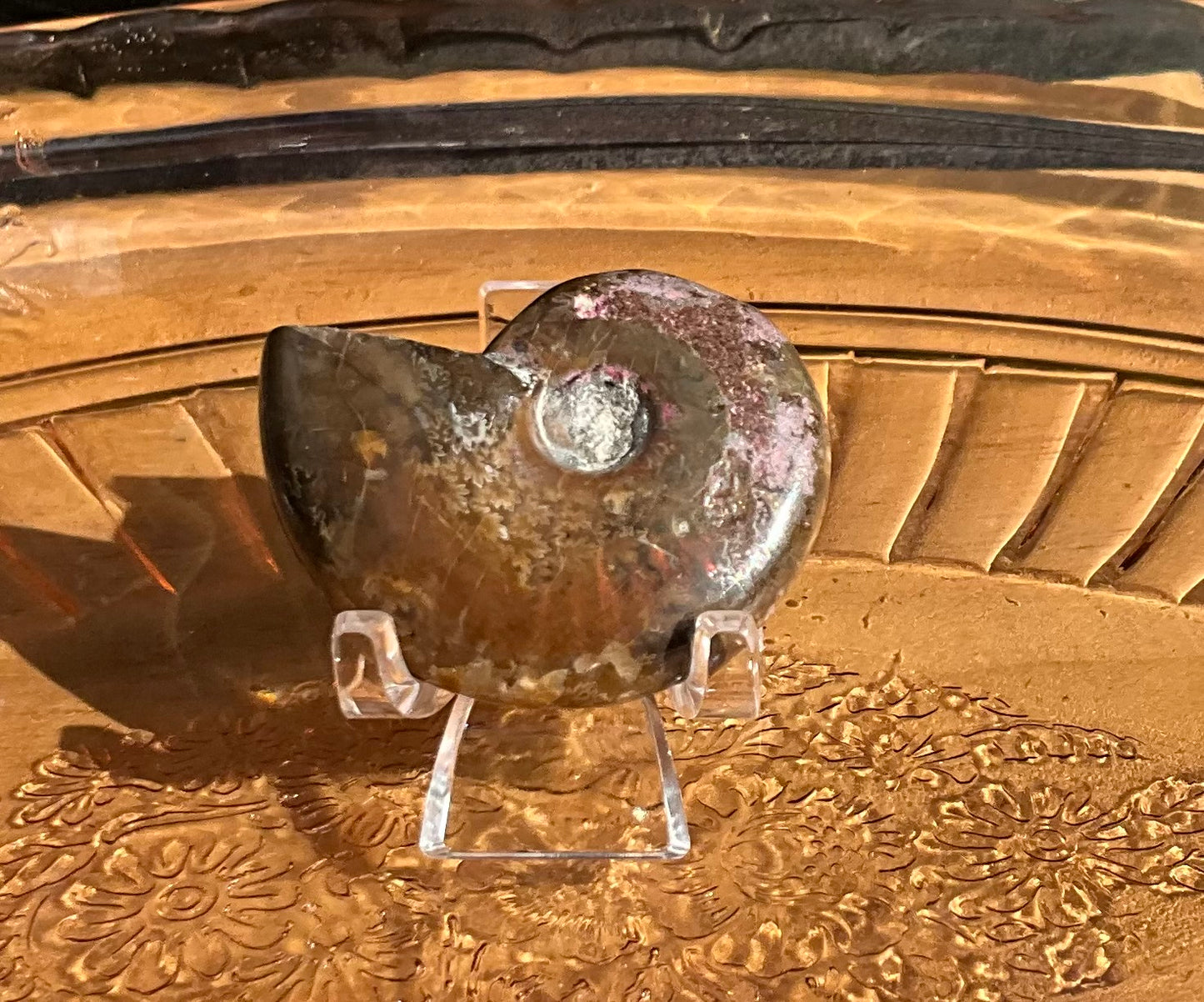 Opalized Ammonite Fossil