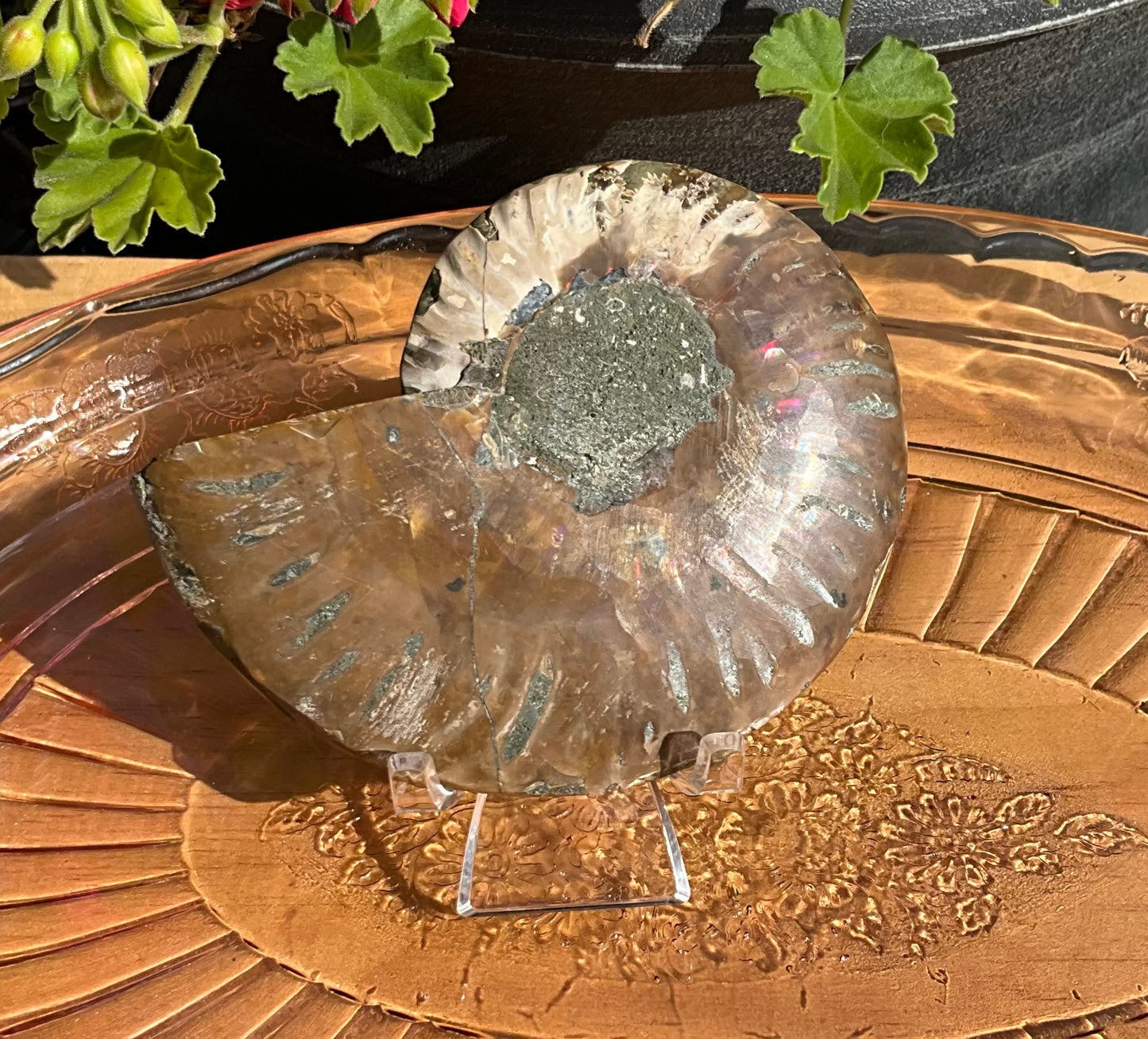 Large Ammonite Fossil