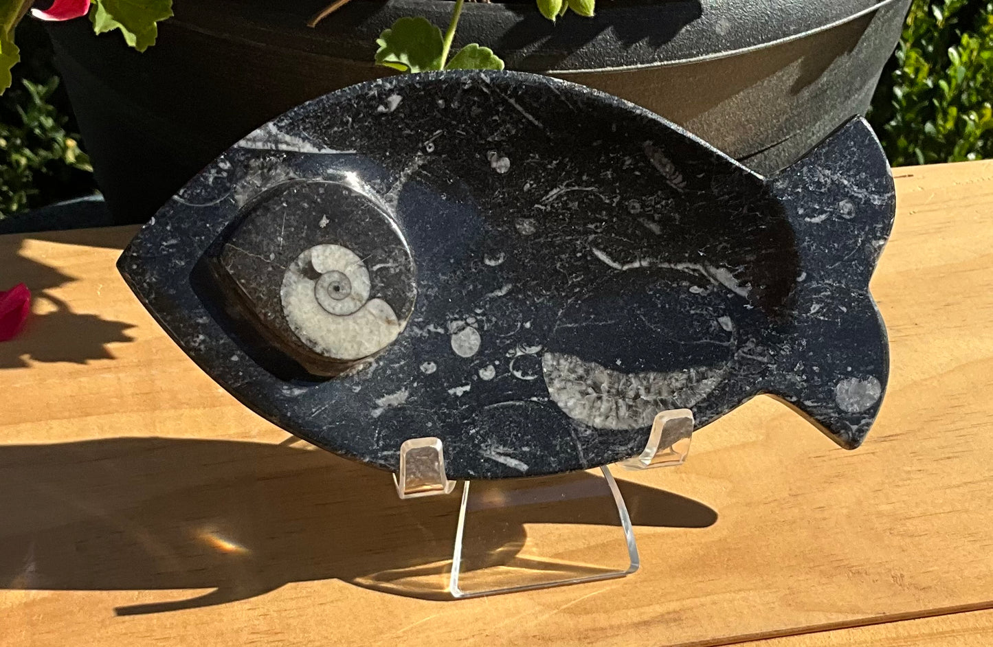 Assorted Orthoceras and Ammonite Fossils