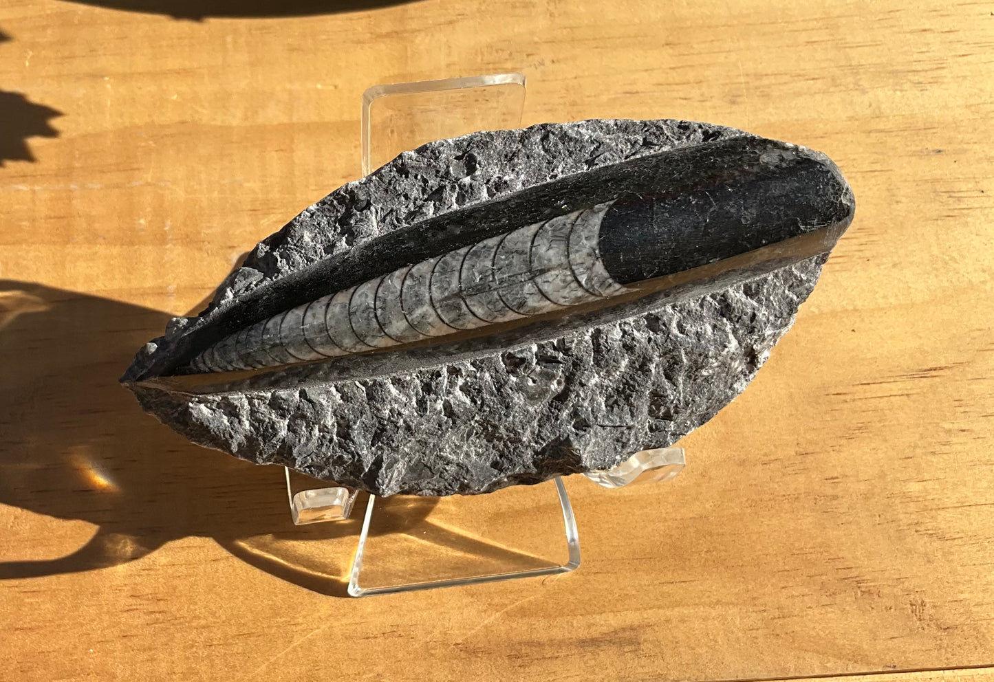 Assorted Orthoceras and Ammonite Fossils