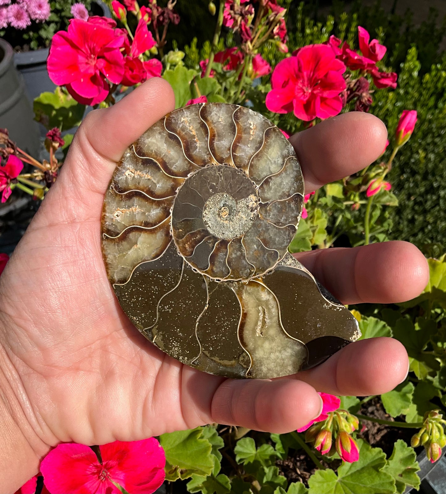 Large Ammonite Fossil
