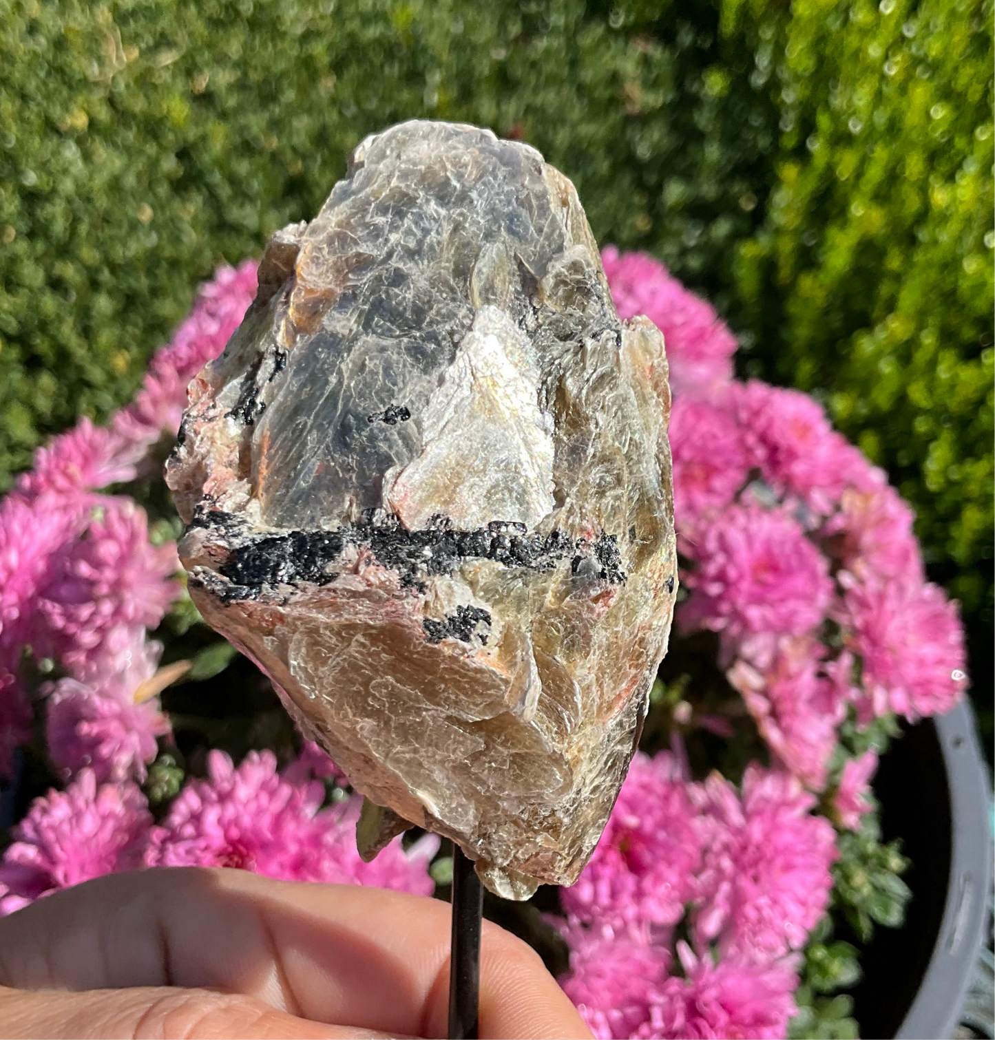Golden Mica-Covered Black and Pink Tourmaline Specimen on Stand