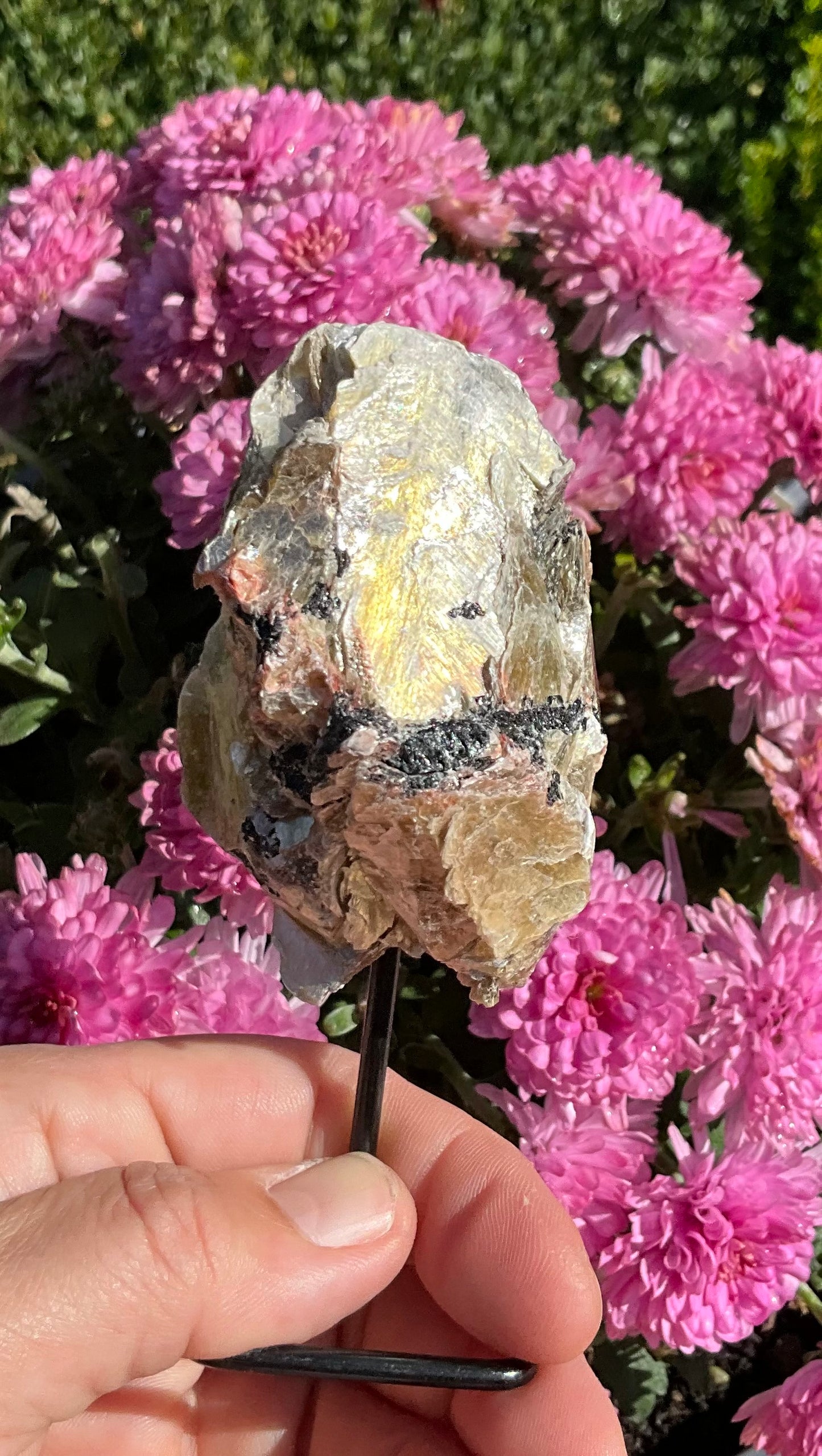 Golden Mica-Covered Black and Pink Tourmaline Specimen on Stand