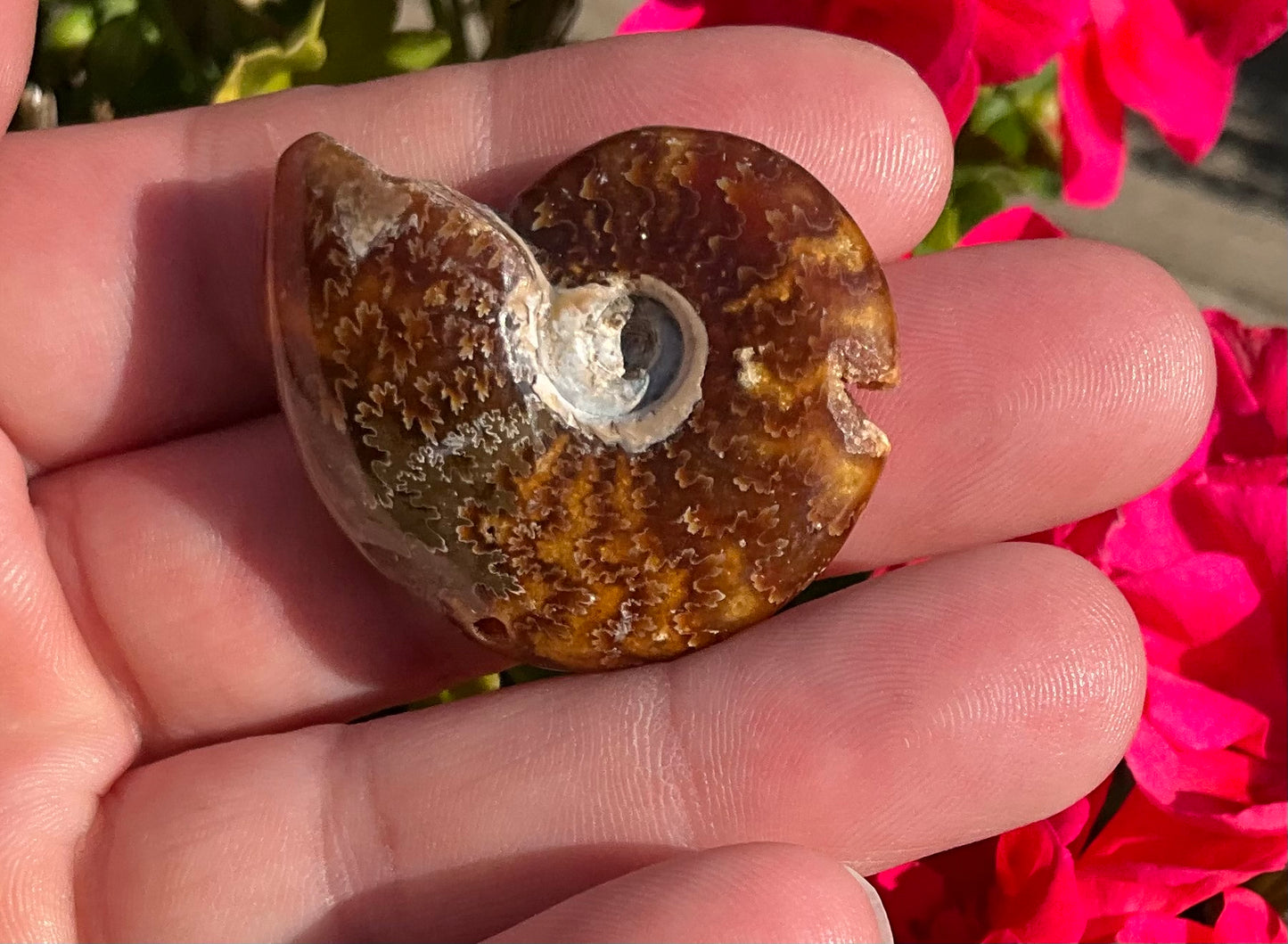 Ammonite Fossils