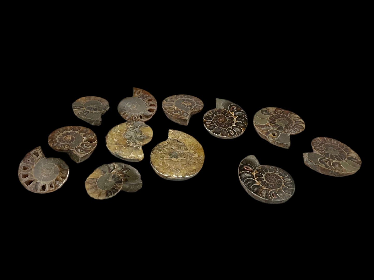 Ammonite Fossils