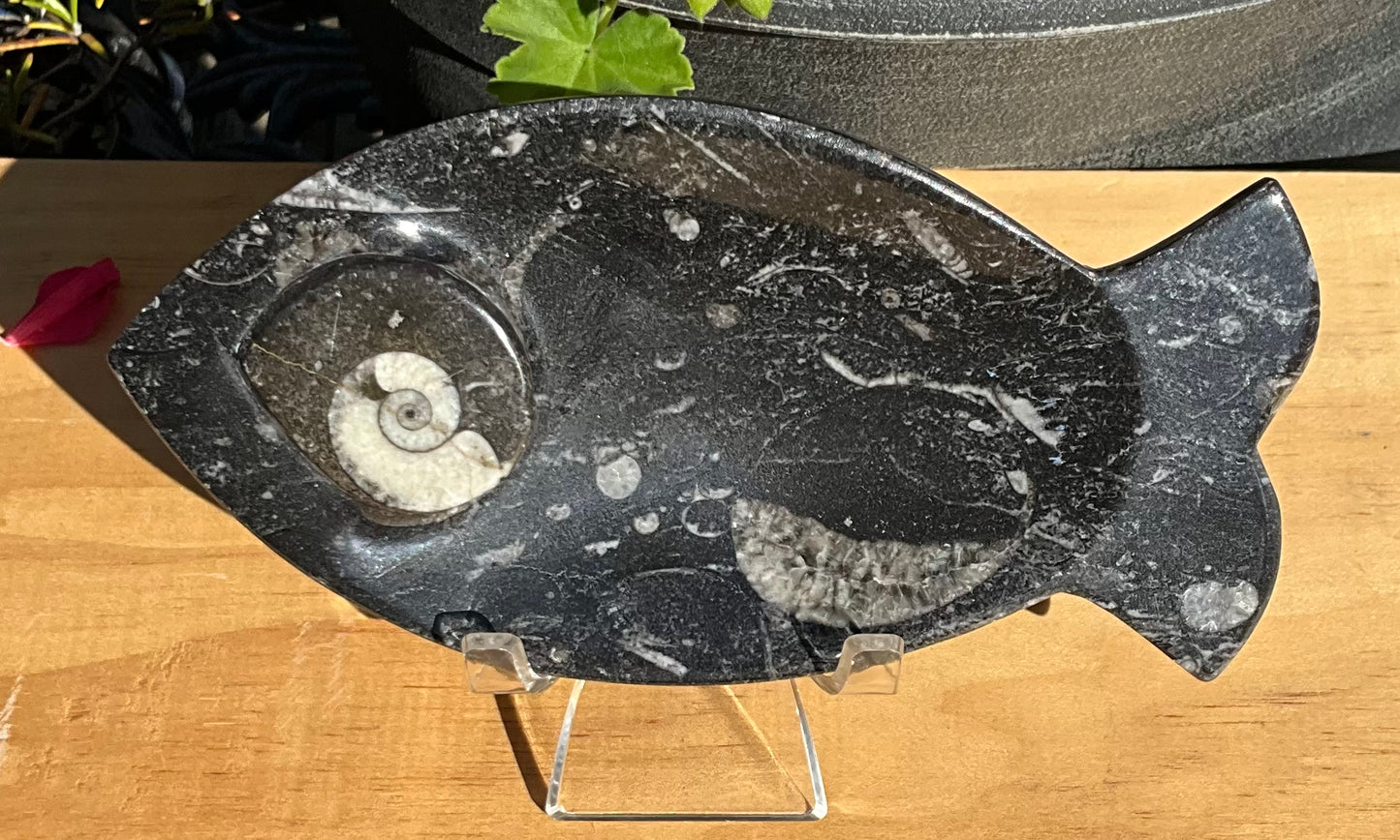 Assorted Orthoceras and Ammonite Fossils