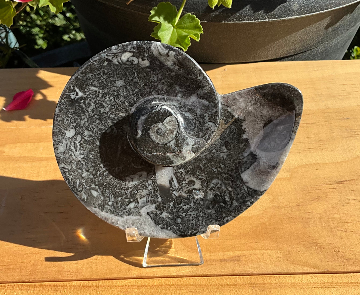 Assorted Orthoceras and Ammonite Fossils