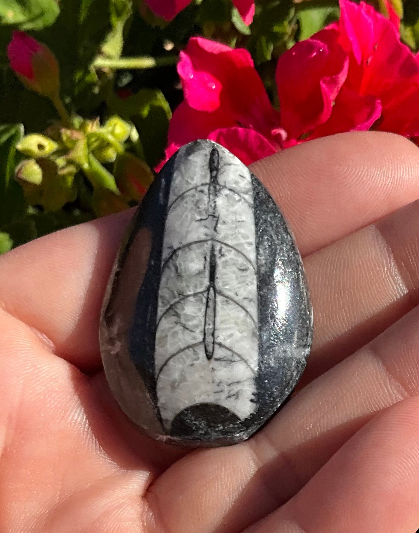 Assorted Orthoceras and Ammonite Fossils