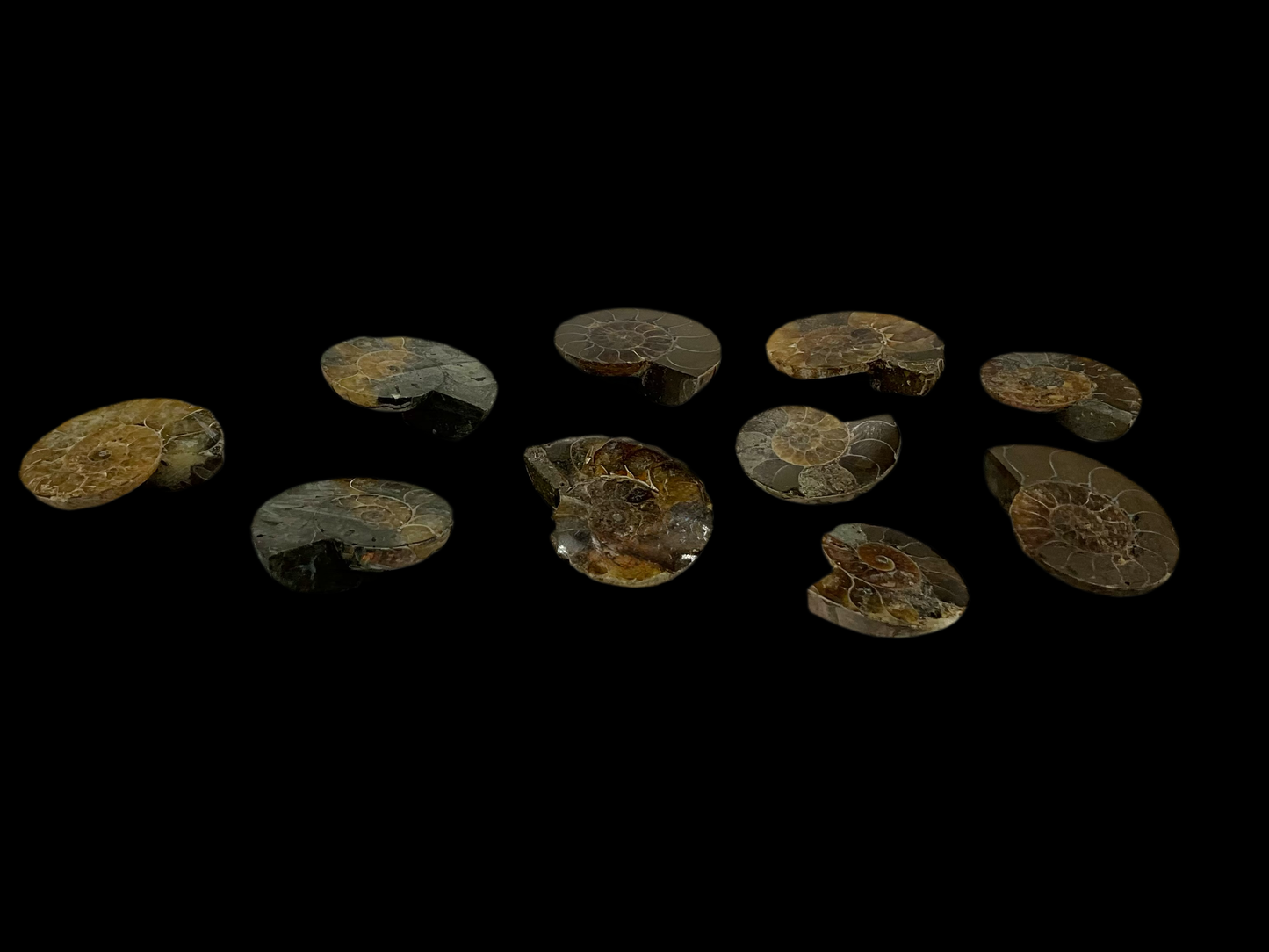 Ammonite Fossils