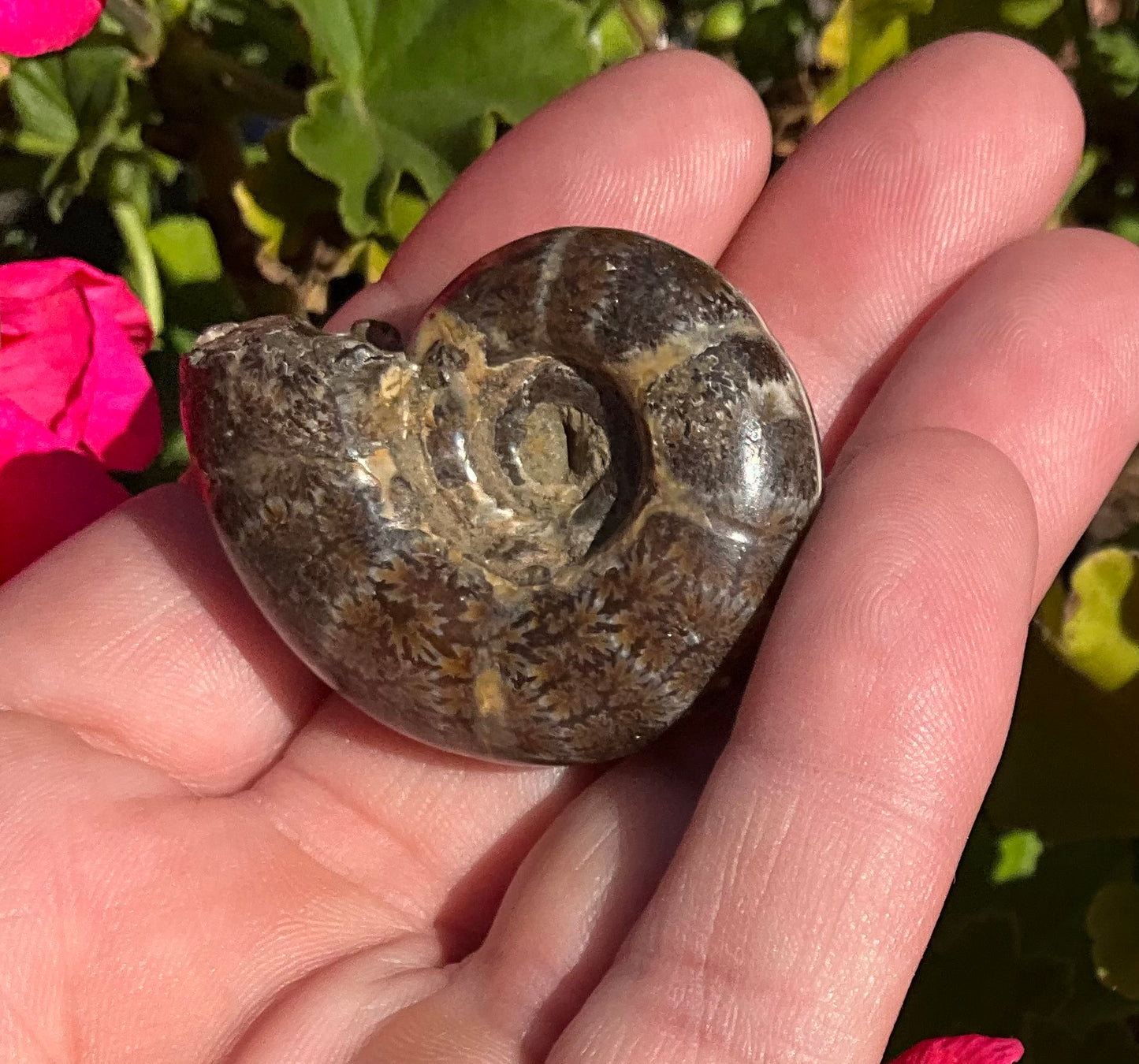 Ammonite Fossils
