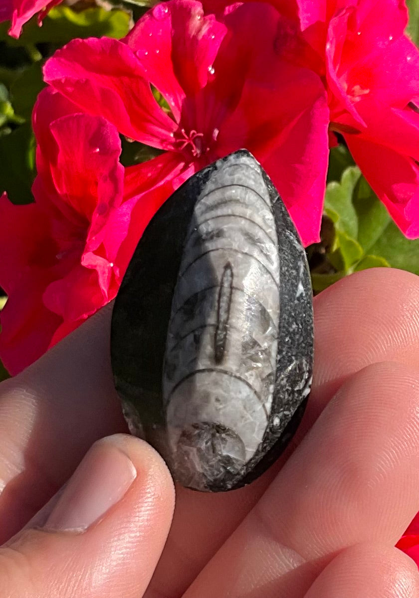 Assorted Orthoceras and Ammonite Fossils