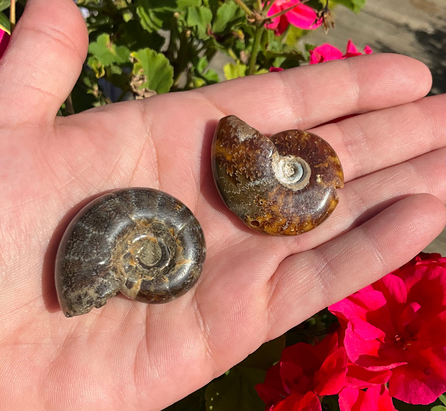 Ammonite Fossils