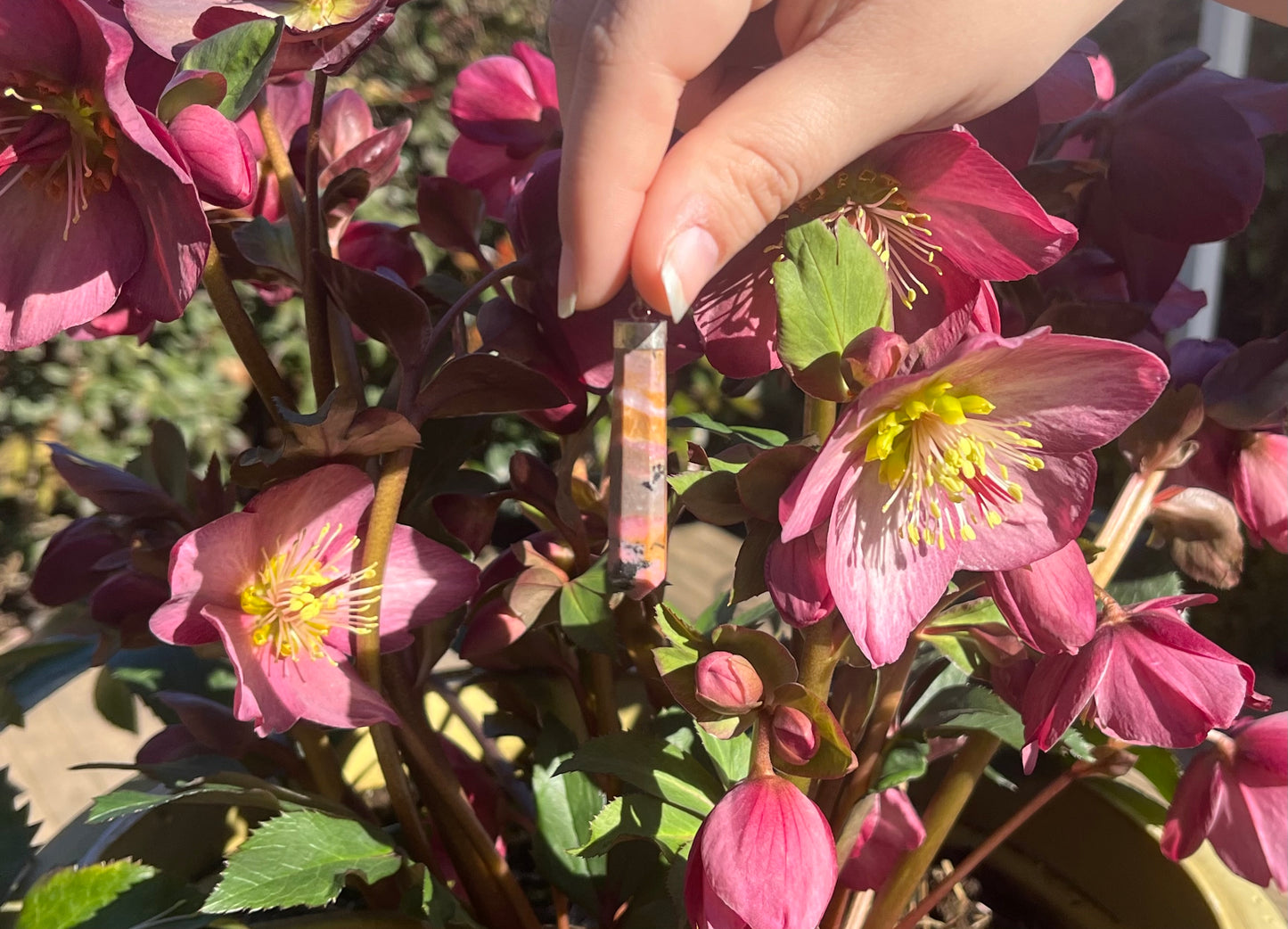 Rhodonite Crystal Pendants