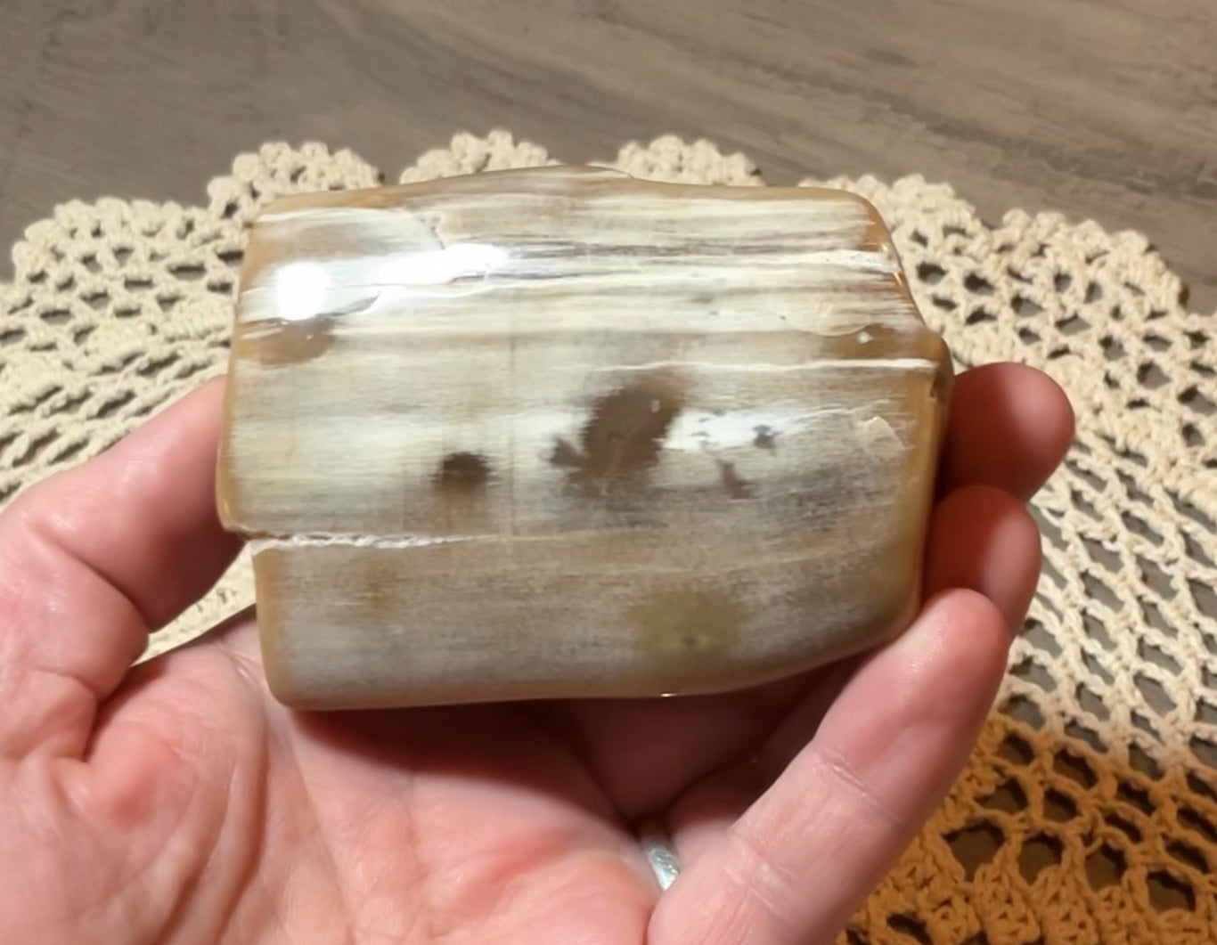 Polished Petrified Wood