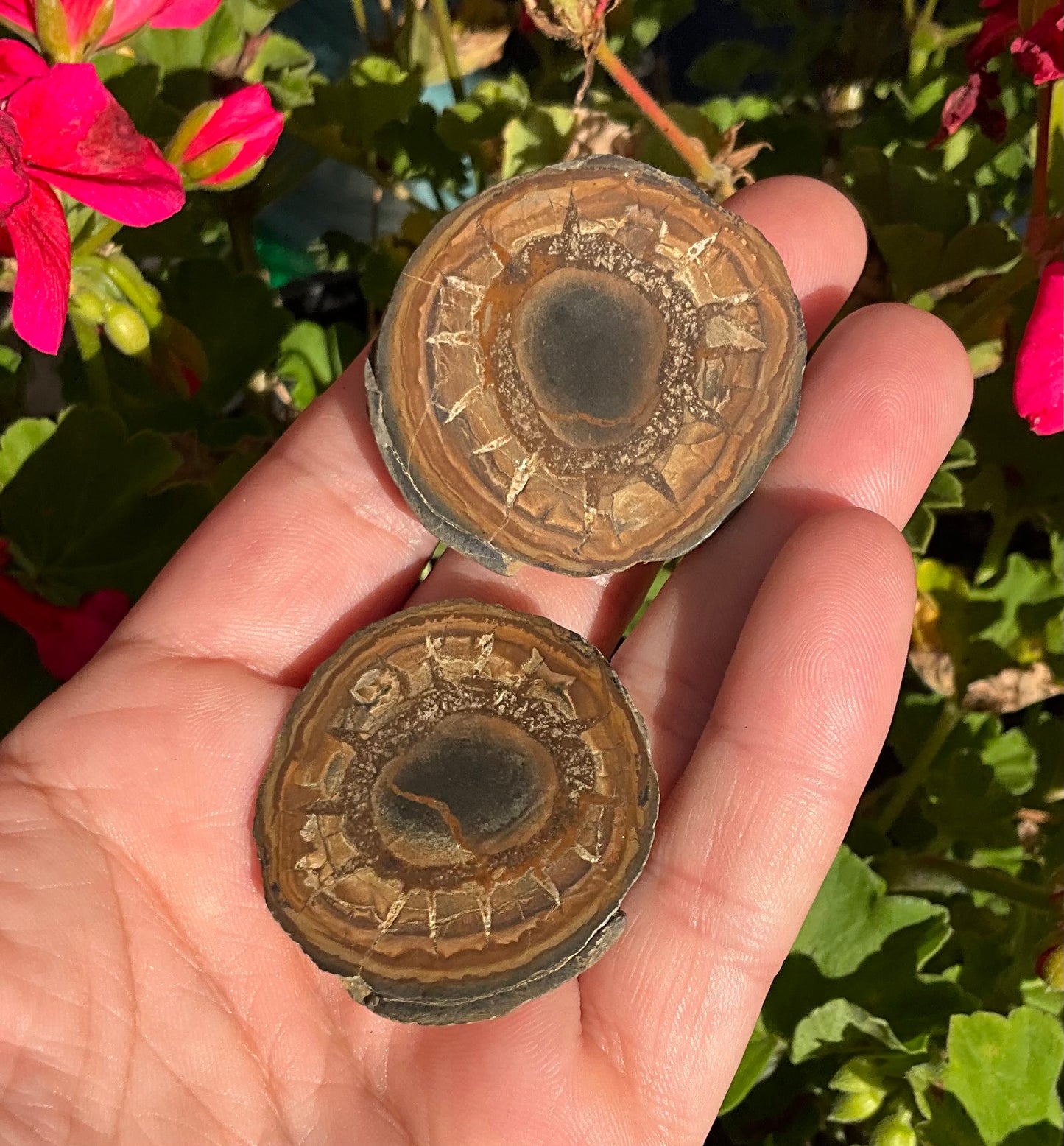 Septarian Nodule Slabs