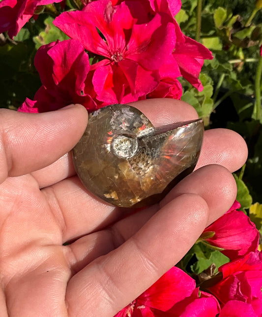 Opalized Ammonite Fossil