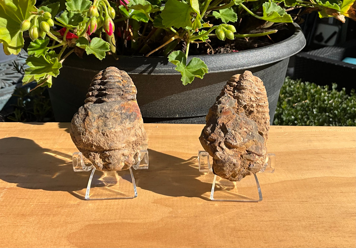 Trilobite Fossil (exoskeleton)