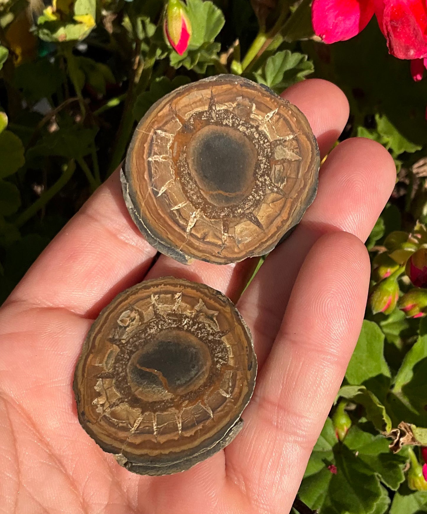 Septarian Nodule Slabs