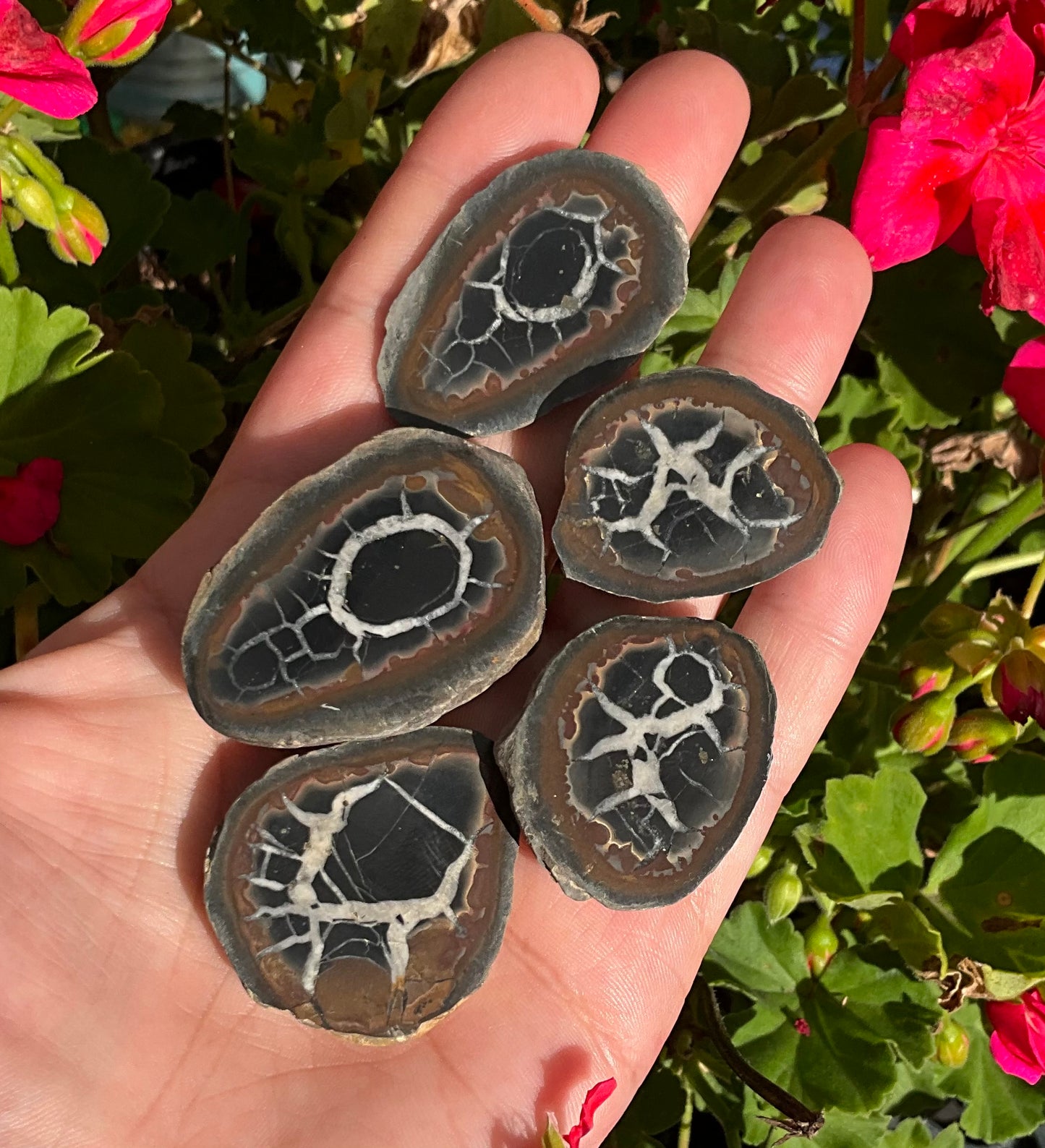 Septarian Nodule Slabs