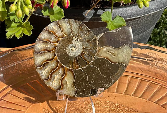 Large Ammonite Fossil