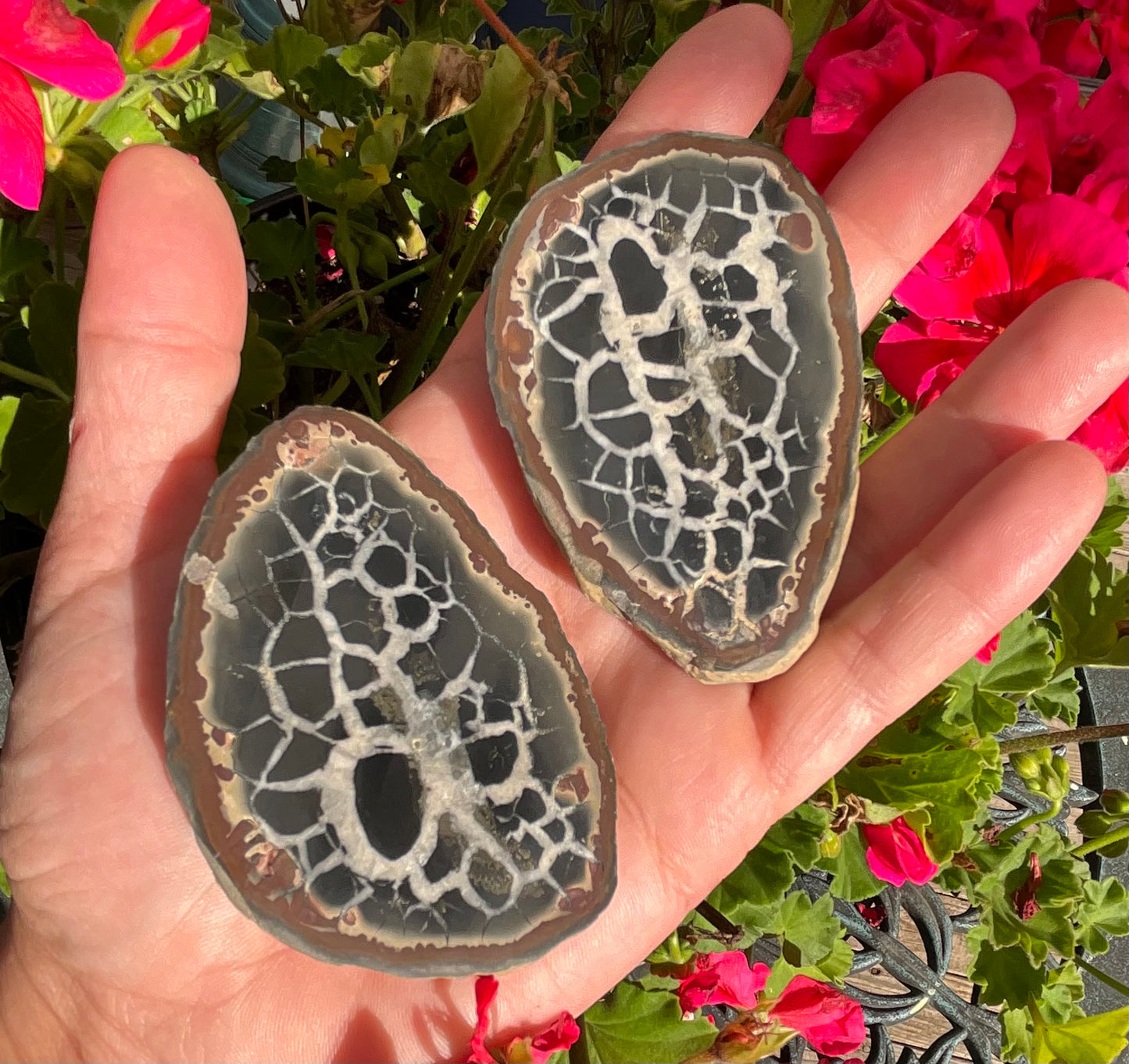 Septarian Nodule Slabs