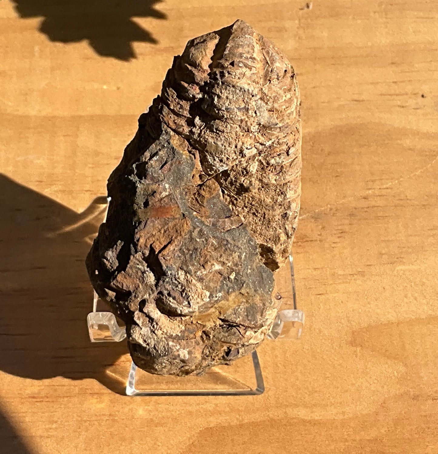 Trilobite Fossil (exoskeleton)
