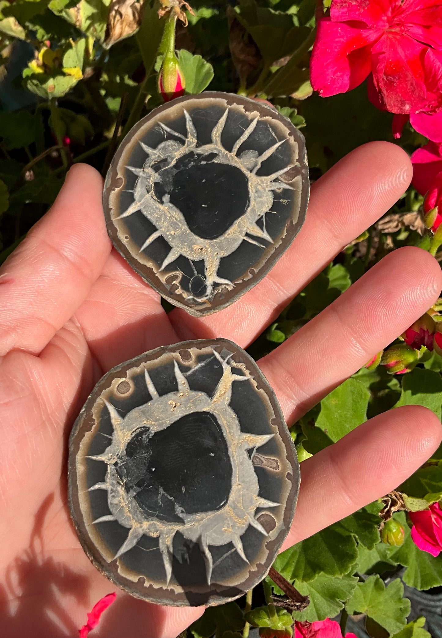 Septarian Nodule Slabs