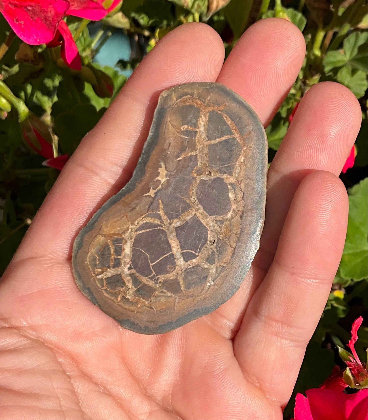 Septarian Nodule Slabs