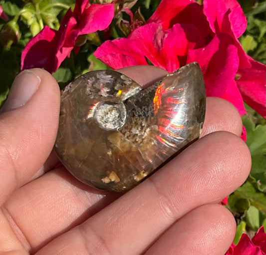 Opalized Ammonite Fossil
