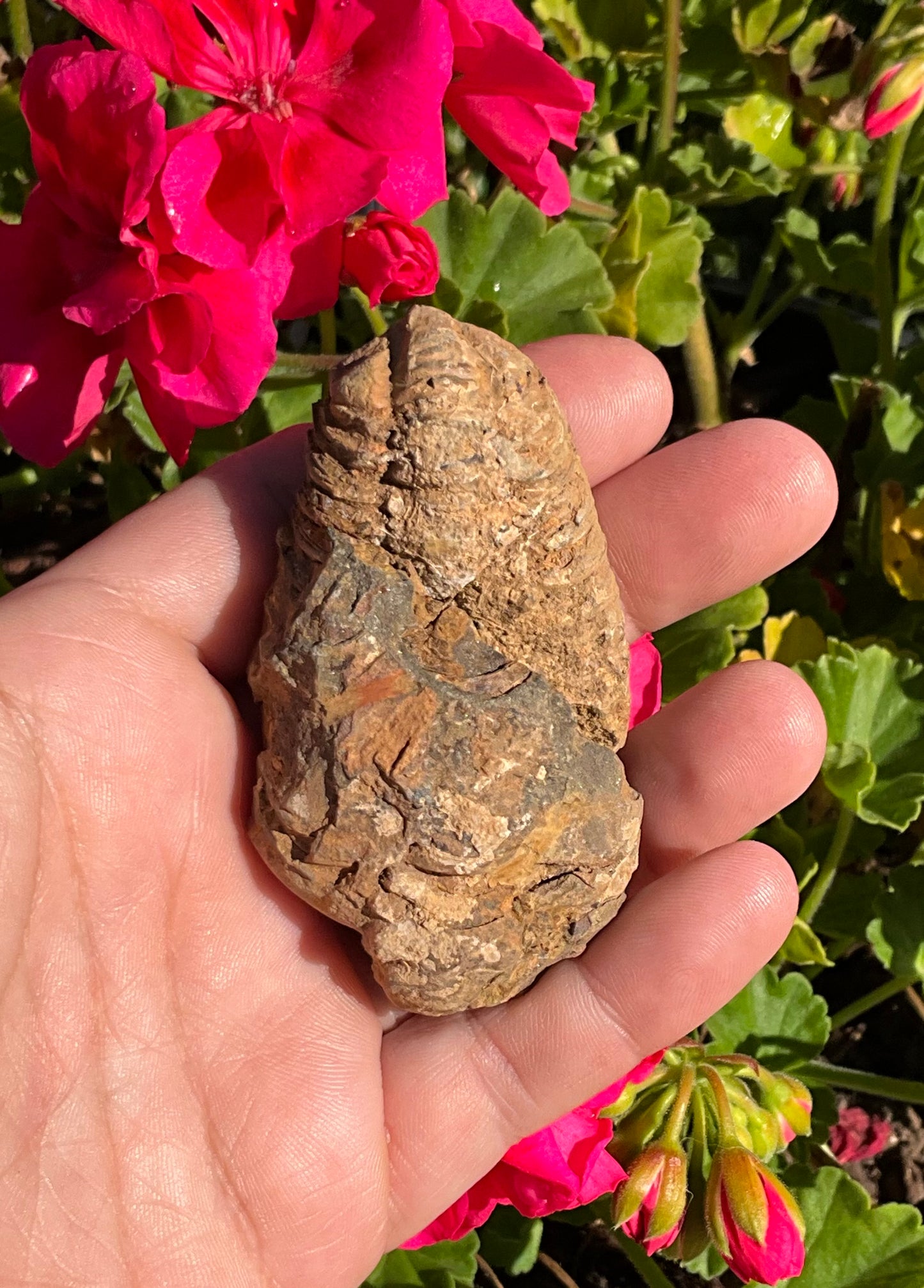 Trilobite Fossil (exoskeleton)