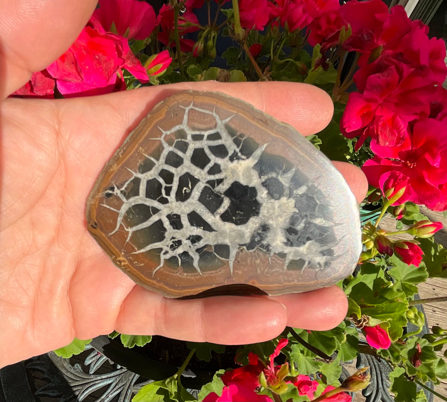 Septarian Nodule Slabs