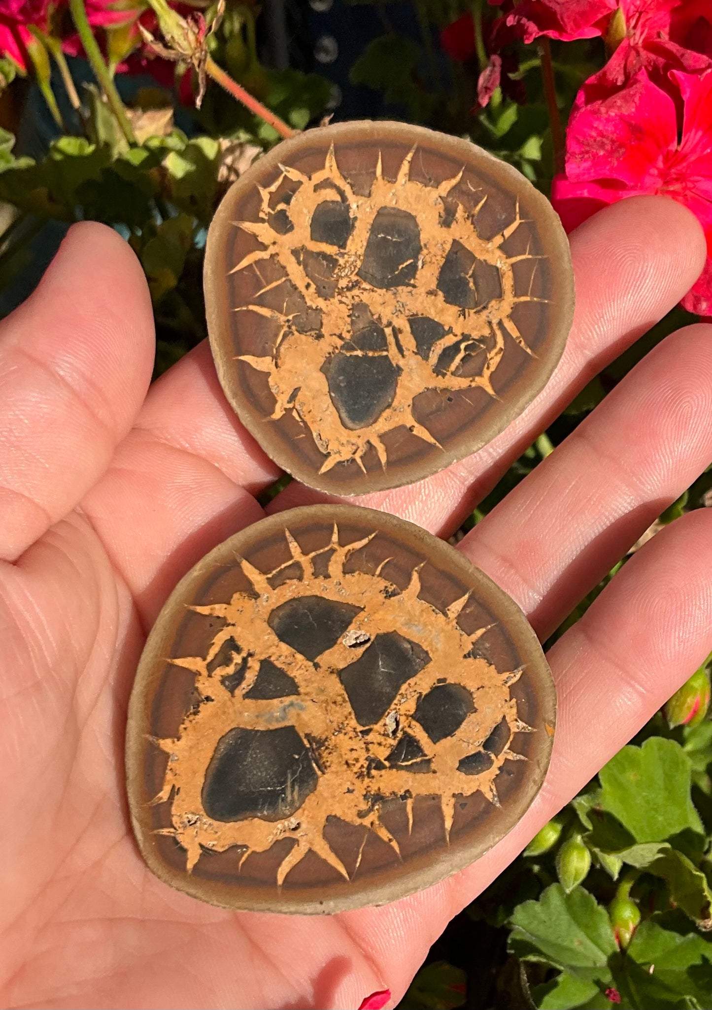 Septarian Nodule Slabs