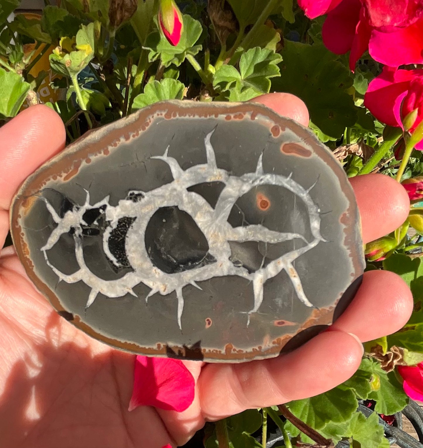 Septarian Nodule Slabs