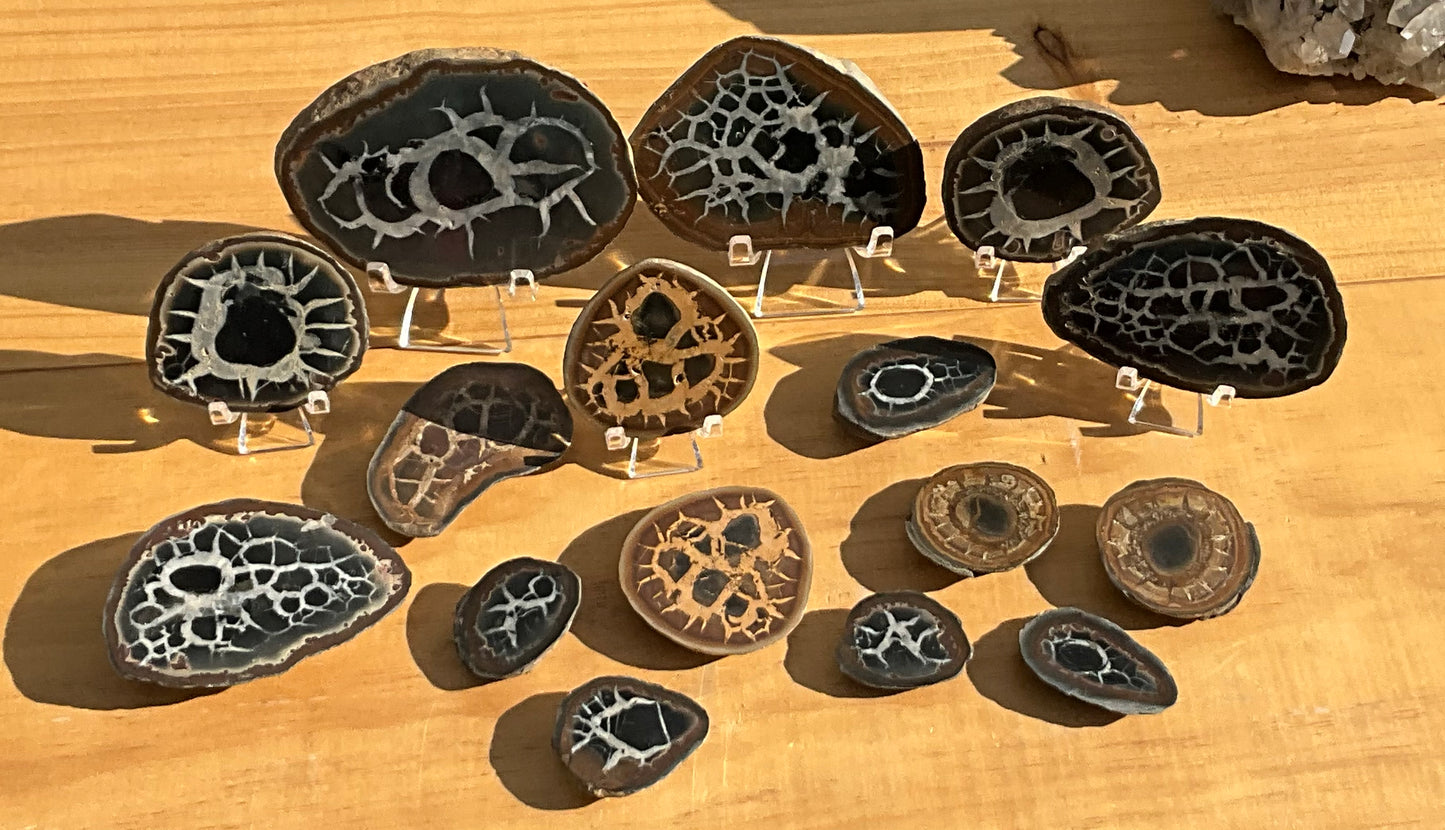 Septarian Nodule Slabs