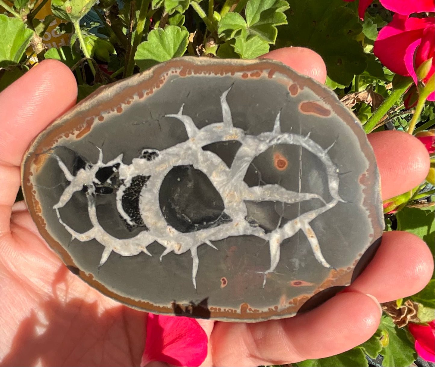 Septarian Nodule Slabs